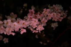 目黒川の夜桜　２０１６