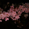 目黒川の夜桜　２０１６