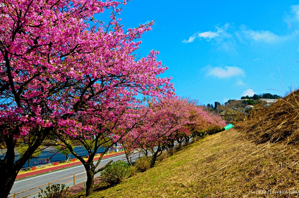 伊豆の桜