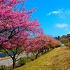 伊豆の桜