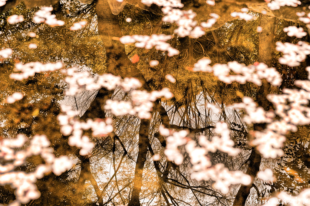 桜散り
