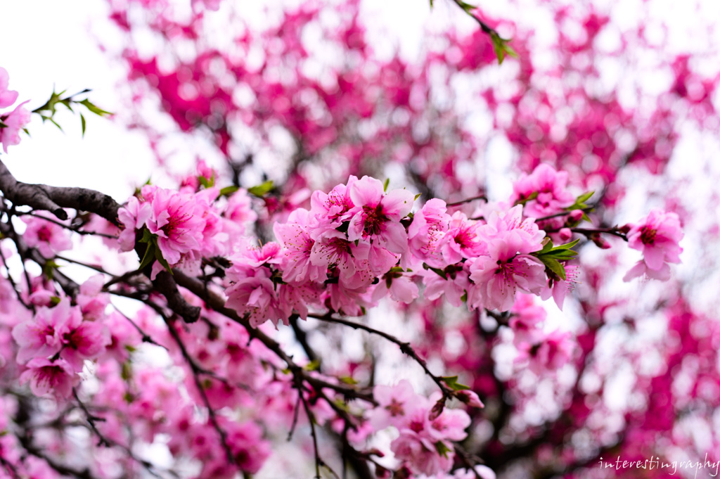 神田川沿いの桜