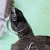 クサガメ
