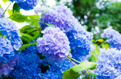 紫陽花・矢田寺