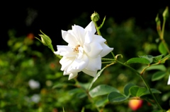 White Rose