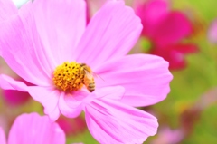 Cosmos 2