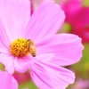 Cosmos 2