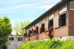 Horses