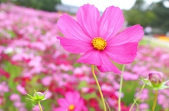 Cosmos