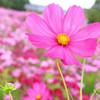 Cosmos