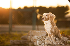 犬ポートレート