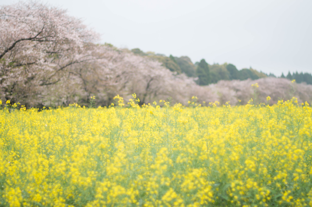 桜と菜の花