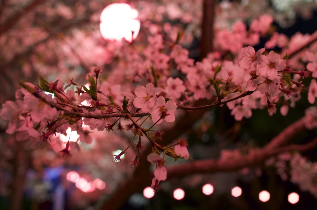 夜桜