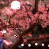 夜桜