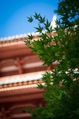 まだまだ夏？
