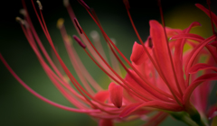 天上の花