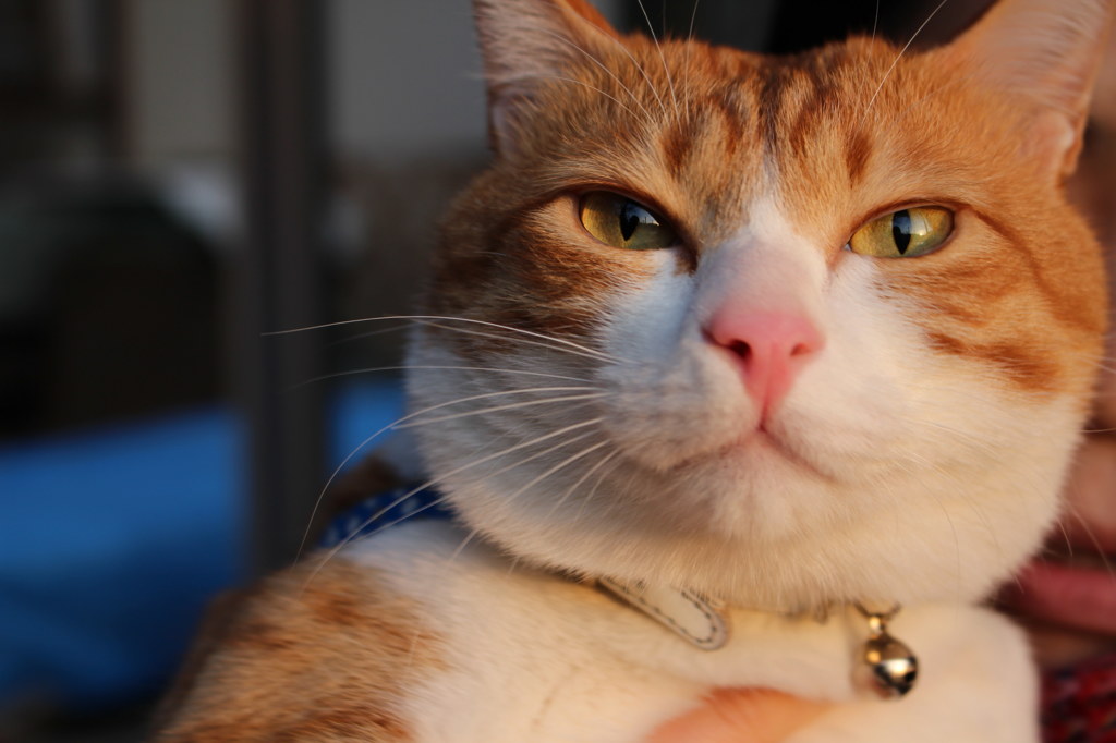 黄金色猫