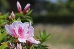 太陽に向く一輪の花