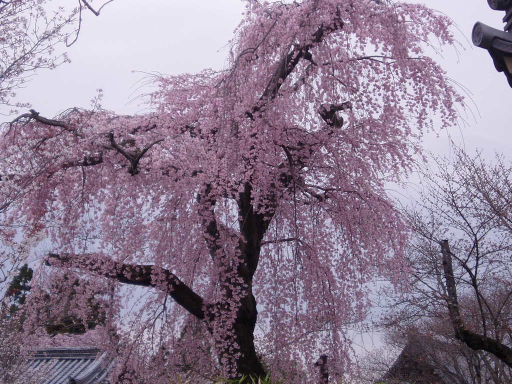 醍醐寺 038