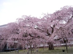 醍醐寺 047
