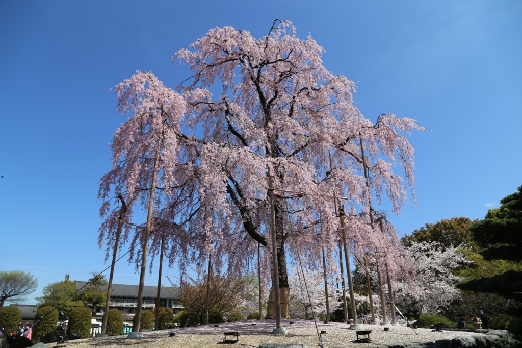 不二桜