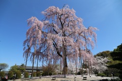 不二桜