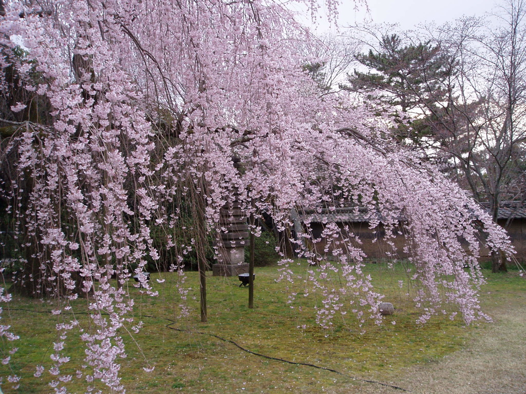 醍醐寺 039