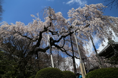 IMG_8062