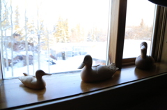 DUCK
