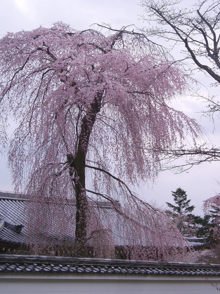 醍醐寺 051