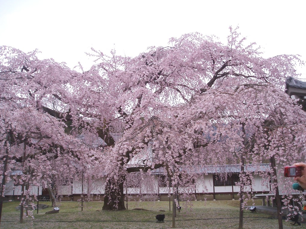 醍醐寺 046