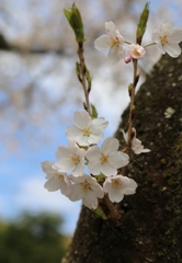 sakura