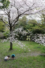 桜の下で