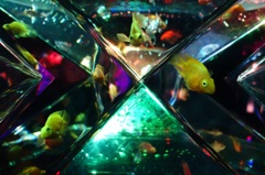 金魚の箱