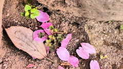 桜の花びら