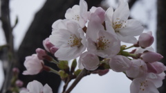 桜2015②