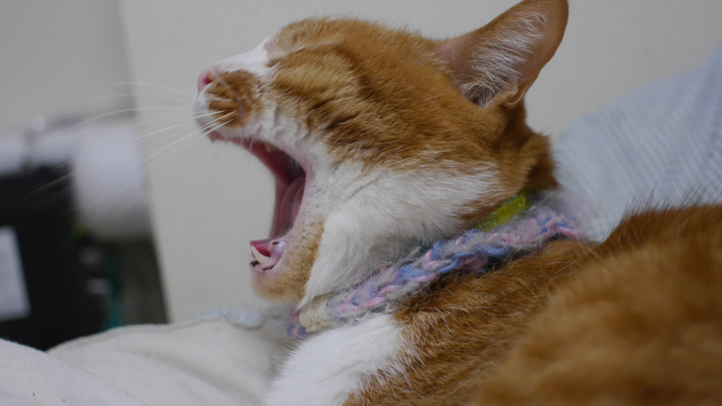 猫〜そろそろ寝るよ!