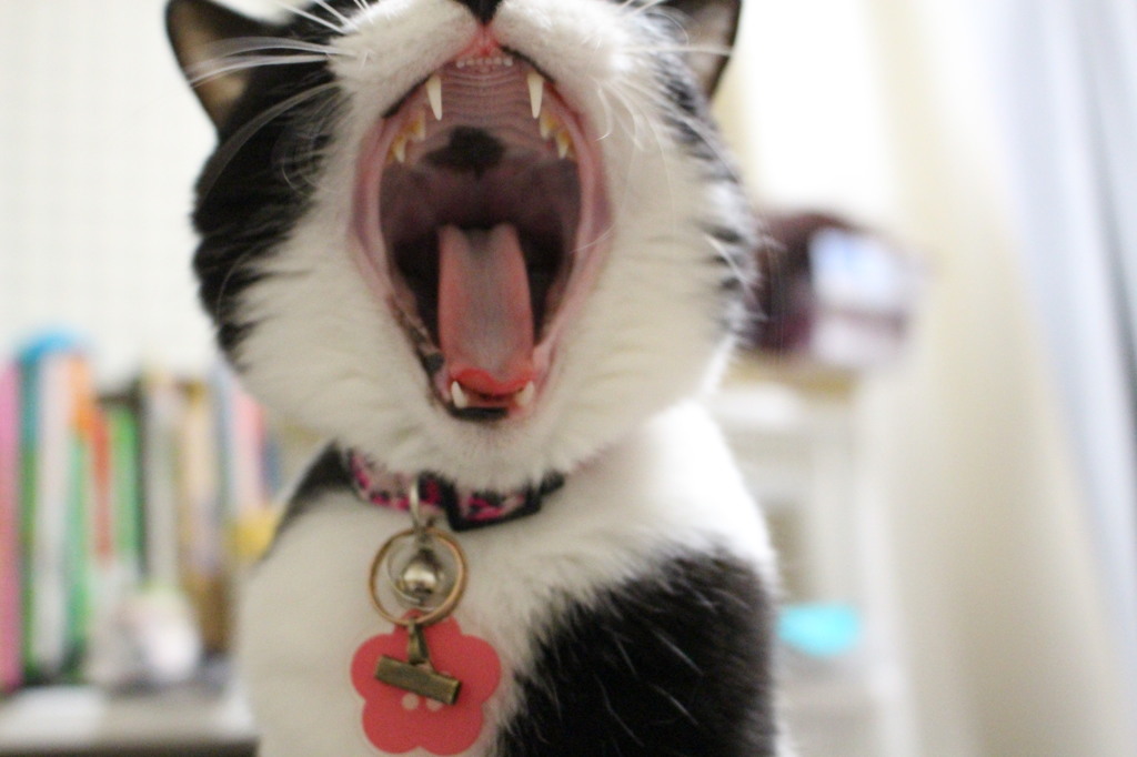 猫のあくび