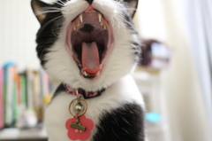 猫のあくび