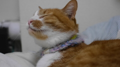 猫ご機嫌ｗｗ