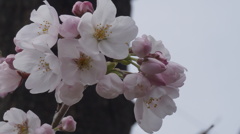桜2015⑤
