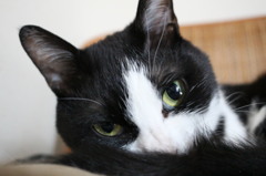 はちわれ猫