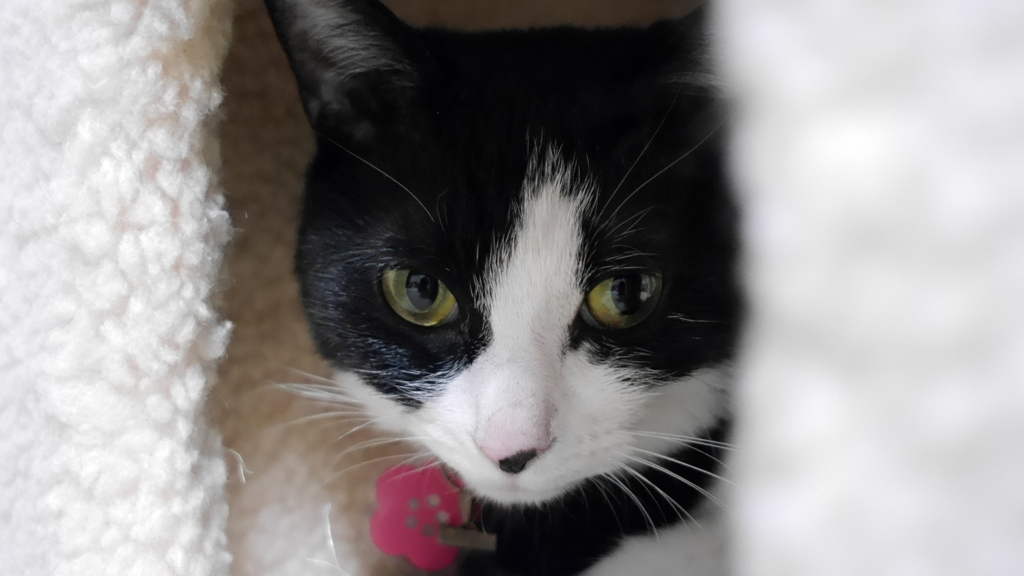 猫の城