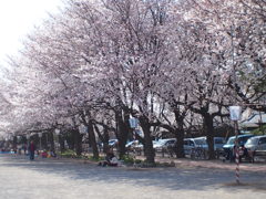 公園の桜
