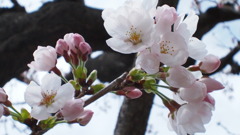 桜2015①
