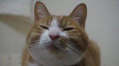 おやつまだ?