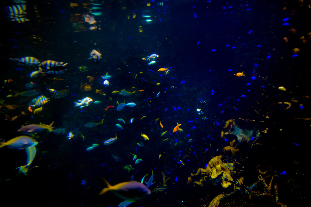 star in the ocean