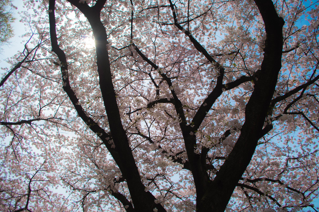 桜の木