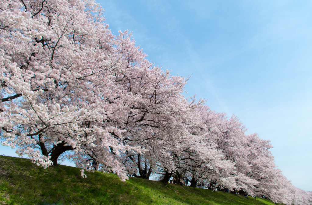 桜の長城Ⅱ