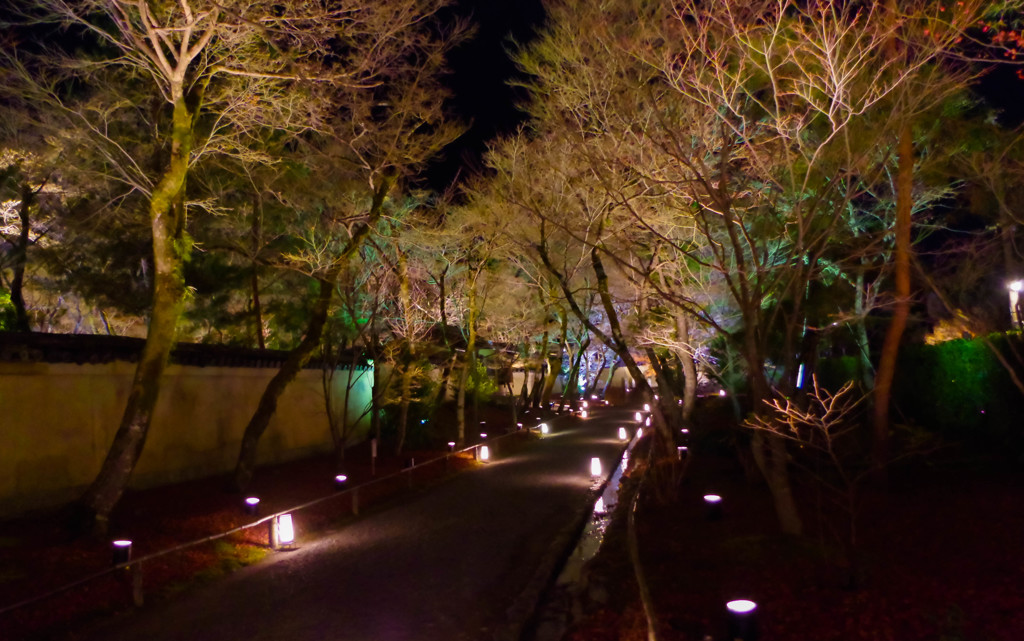 枯れ木に花を
